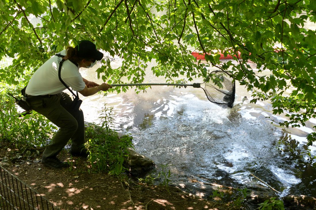 Photos of the park rangers rescuing the ducks in Central Park